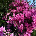 The Masters is renowned for Azaleas